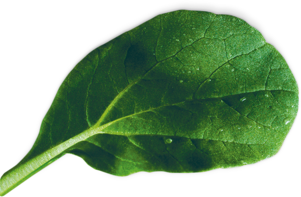 17002641 Kapsule so semenami