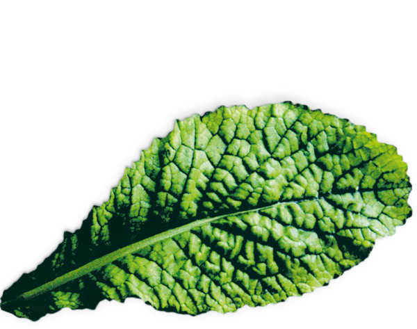 17002645 Kapsule so semenami